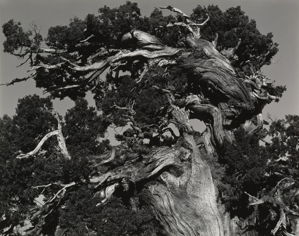 Juniper, Lake Tenaya