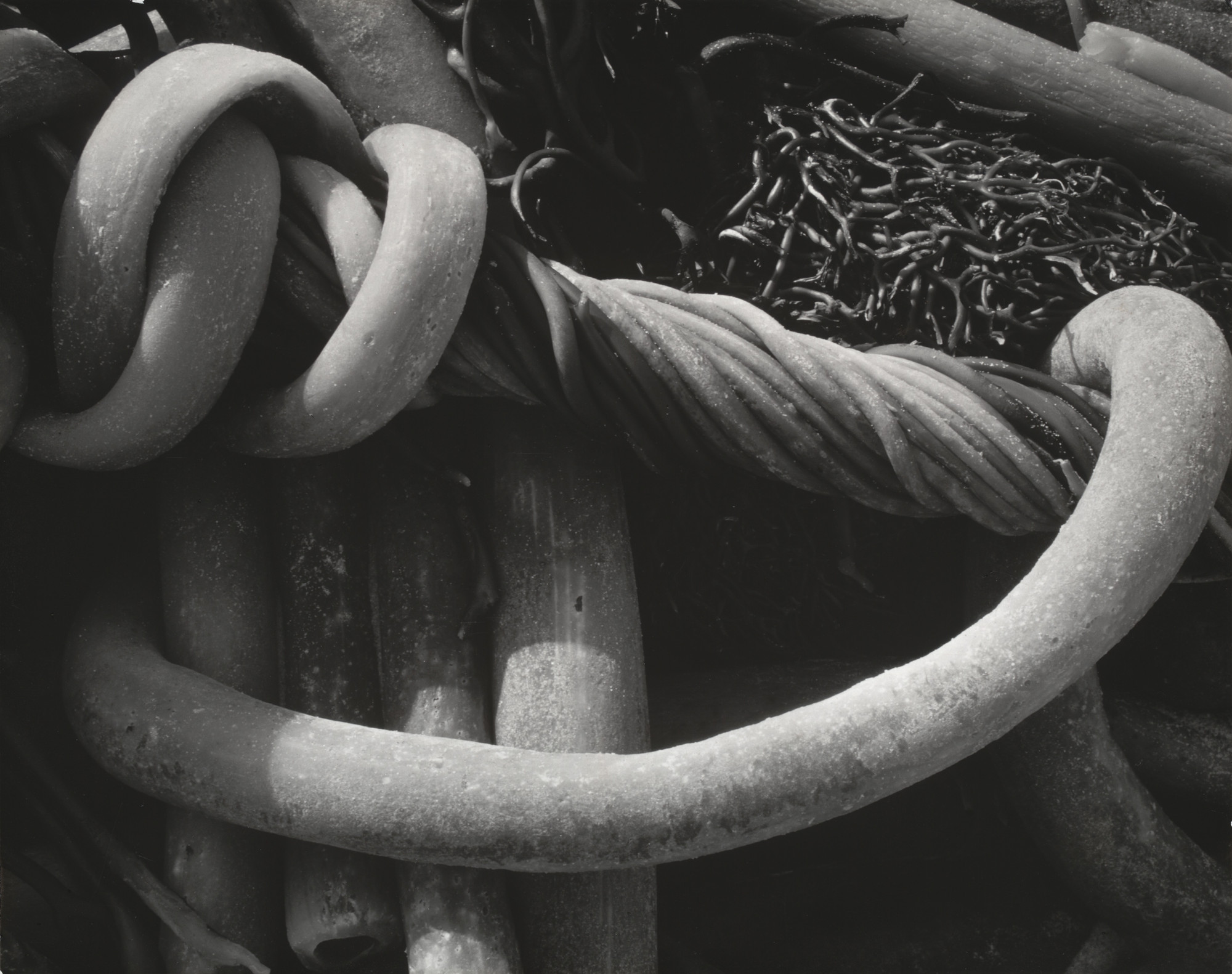 Edward Weston. Kelp. 1930 | MoMA
