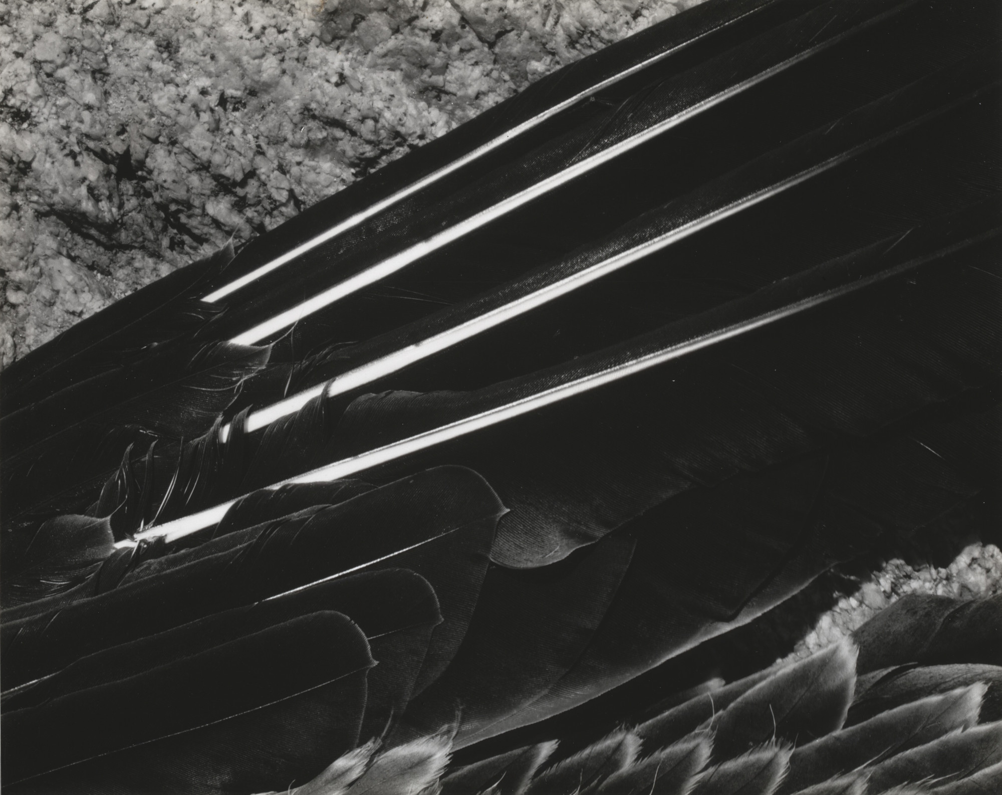 Edward Weston. Pelican's Wing