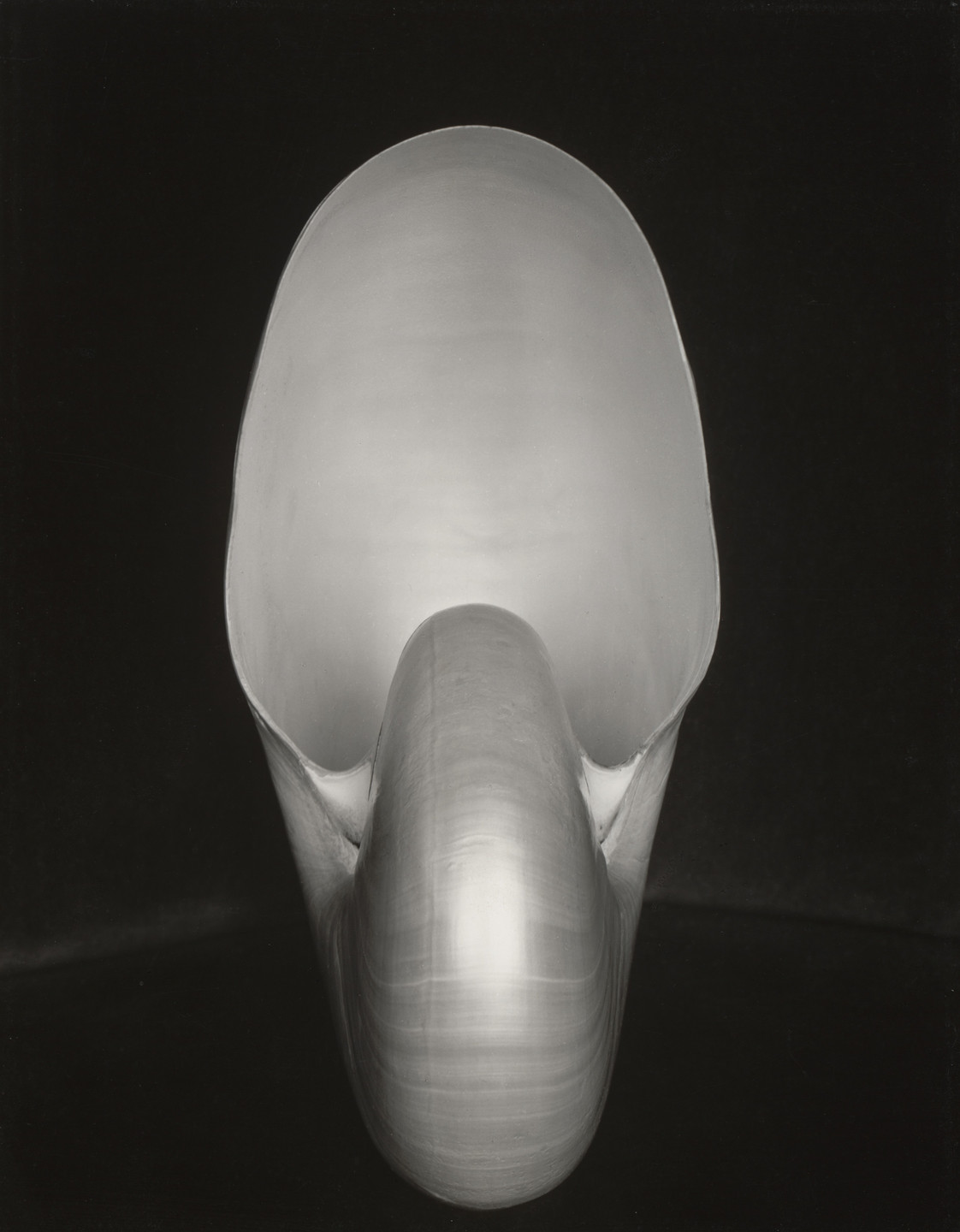Edward Weston. Shell. 1927