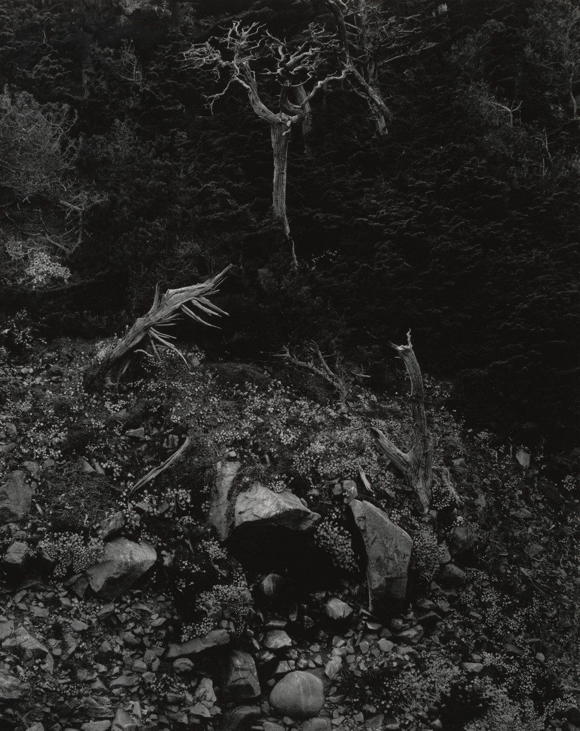 Edward Weston. Cypress and Stone Crop, Point Lobos. 1946