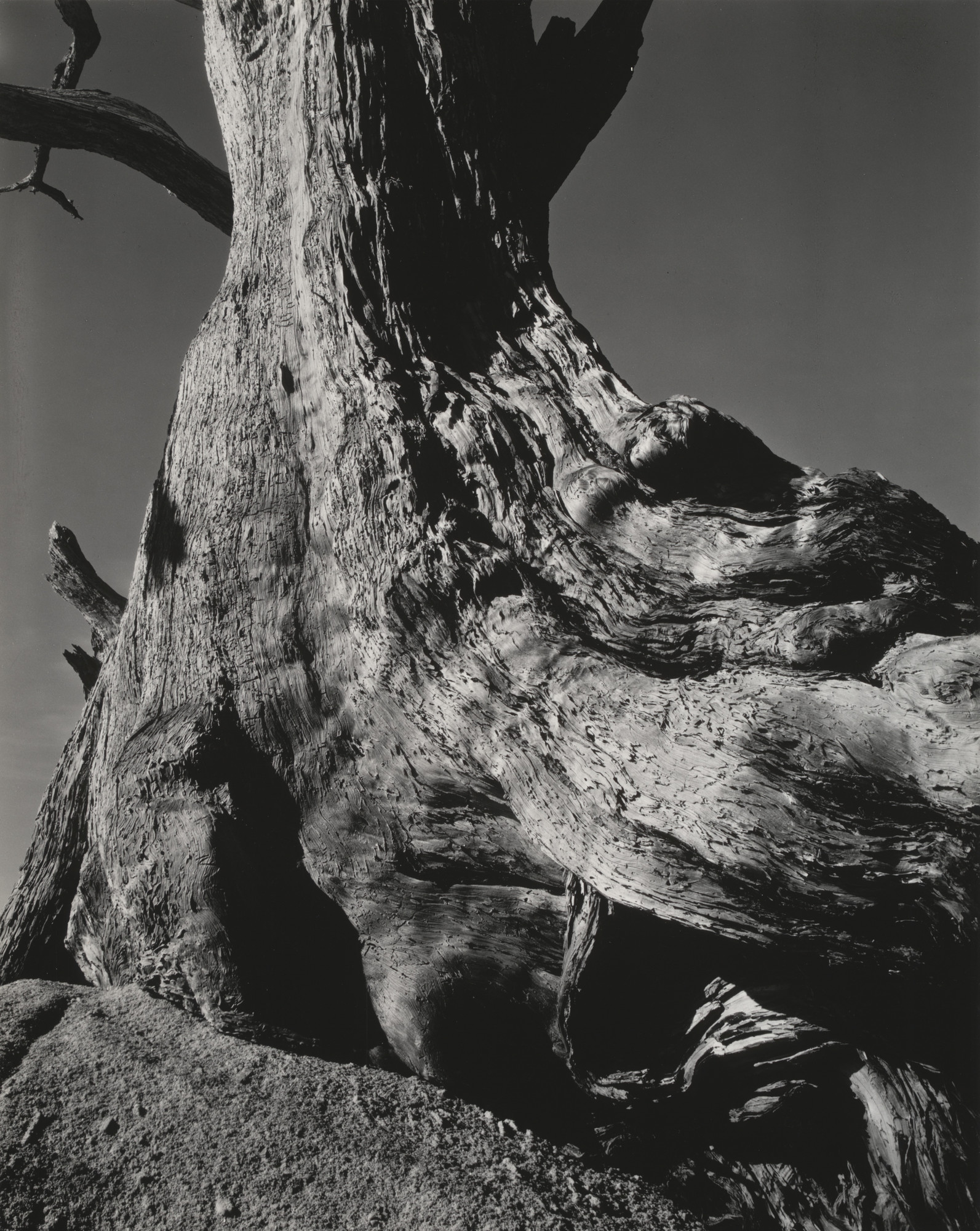 Edward Weston. Cypress, Pebble Beach