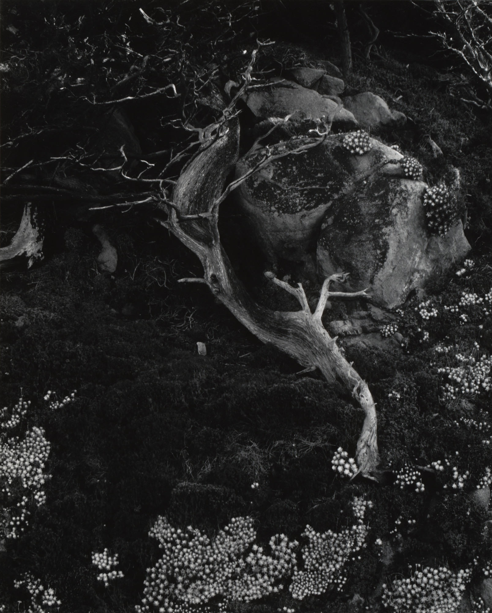 Edward Weston. Cypress, Rock and Stone Crop, Point Lobos