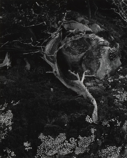 アート・デザイン・音楽 Retrospective Edward Weston W1siZiIsIjIwODkyMyJdLFsicCIsIm