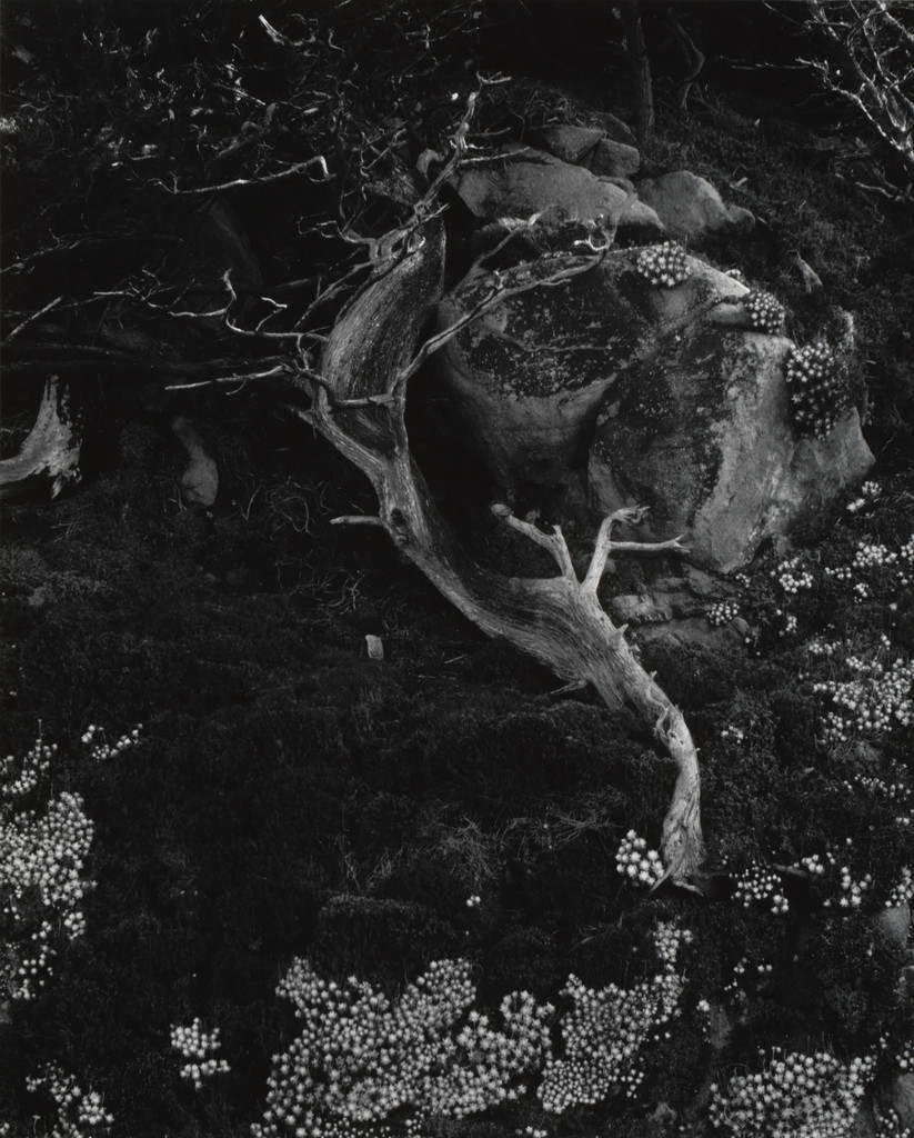 Cypress, Rock and Stone Crop, Point Lobos