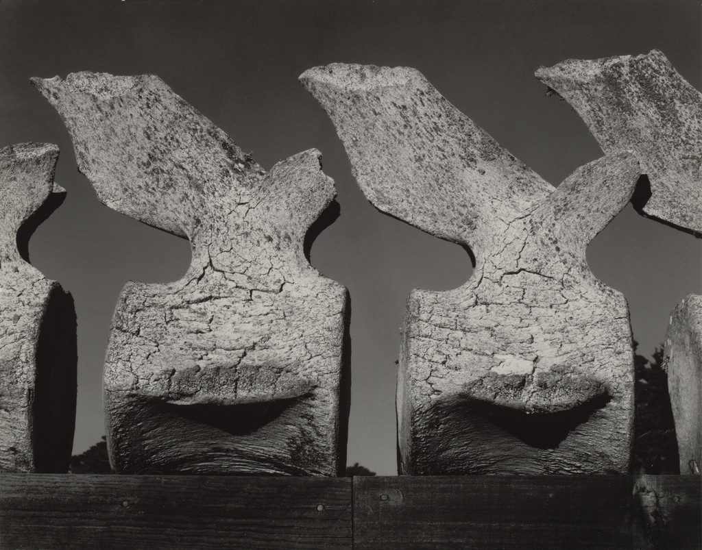 Whale Vertebrae, Point Lobos