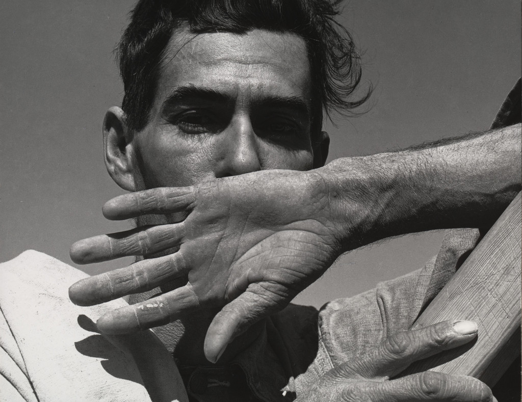 Migratory Cotton Picker, Eloy, Arizona