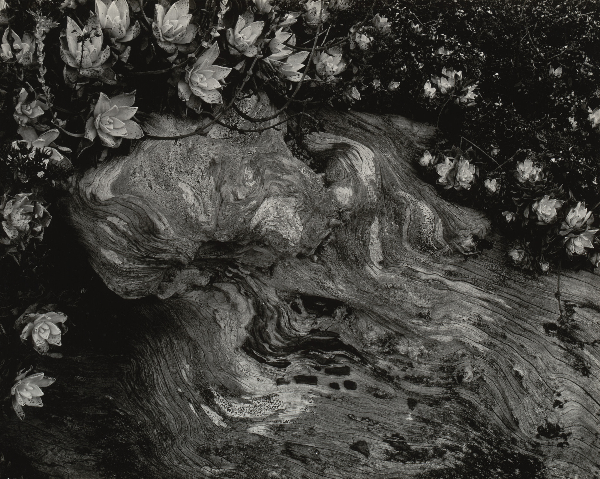 Edward Weston. Cypress Root and Succulents, Point Lobos. 1930 | MoMA