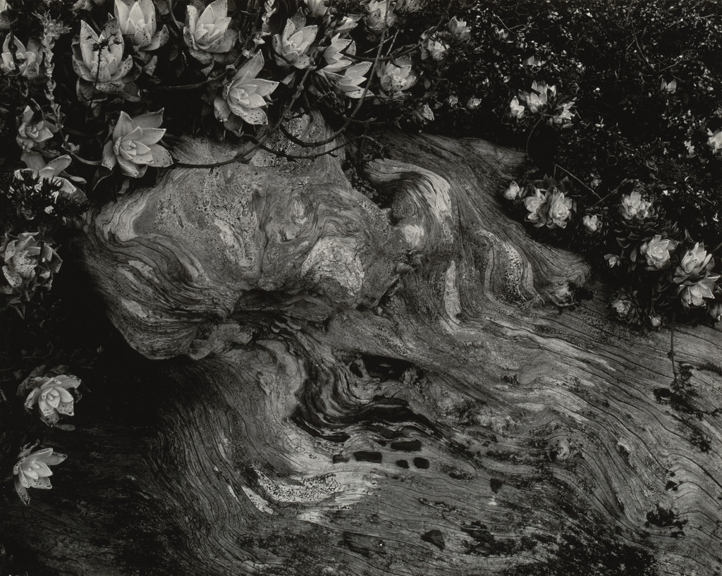 Cypress Root and Succulents, Point Lobos