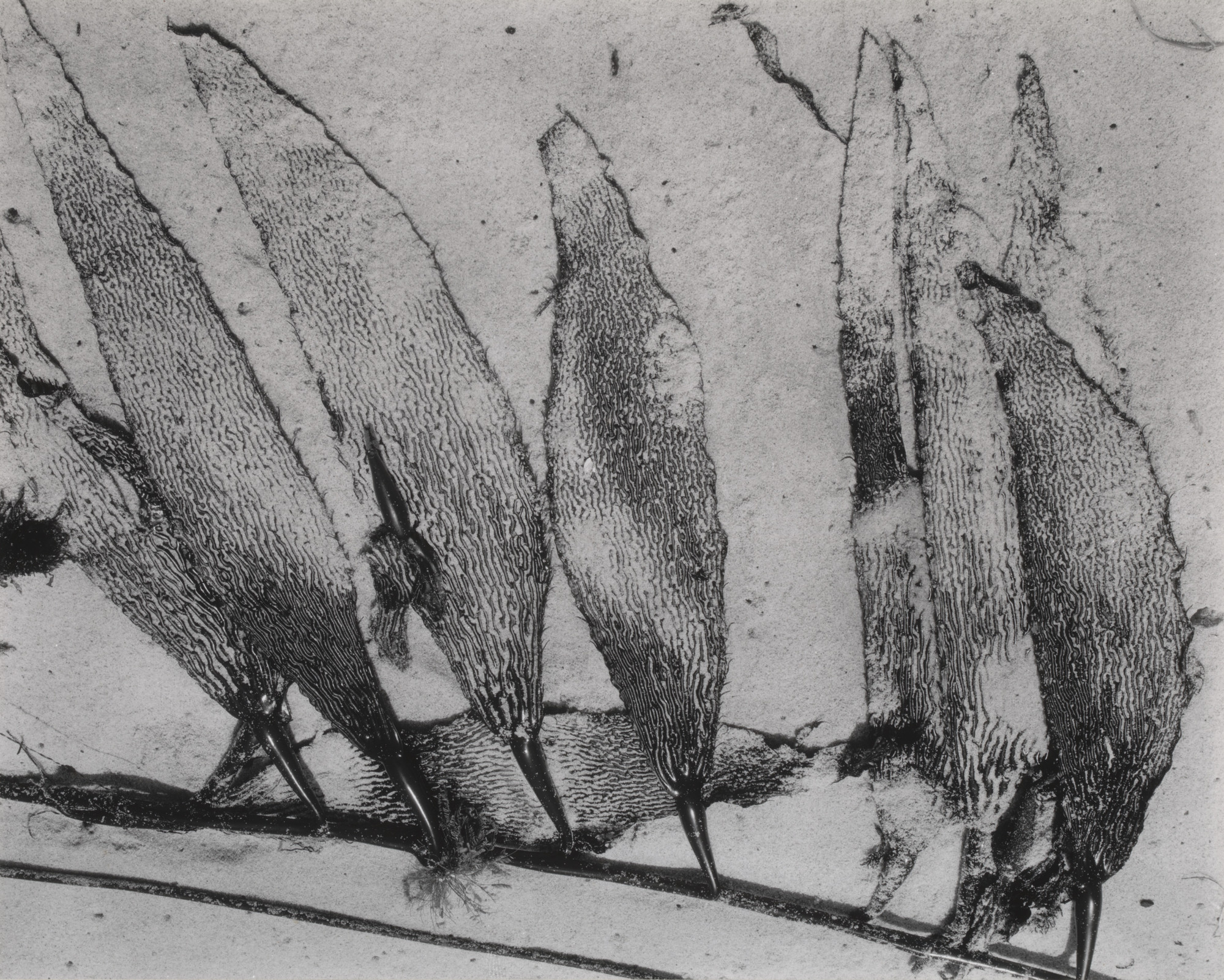 Edward Weston. Kelp