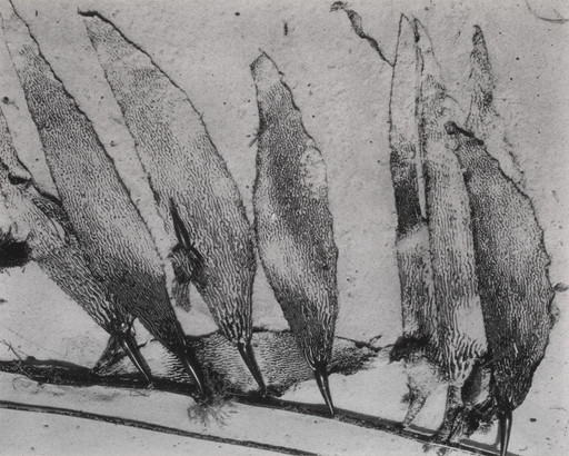Edward Weston. Kelp. 1930