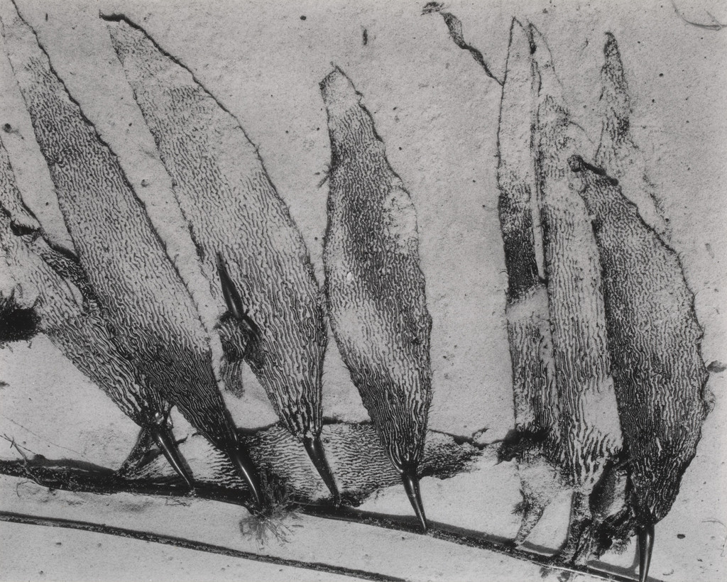 Kelp
