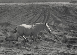 Dorothea Lange. Terrified Horse, Napa County, California. 1956