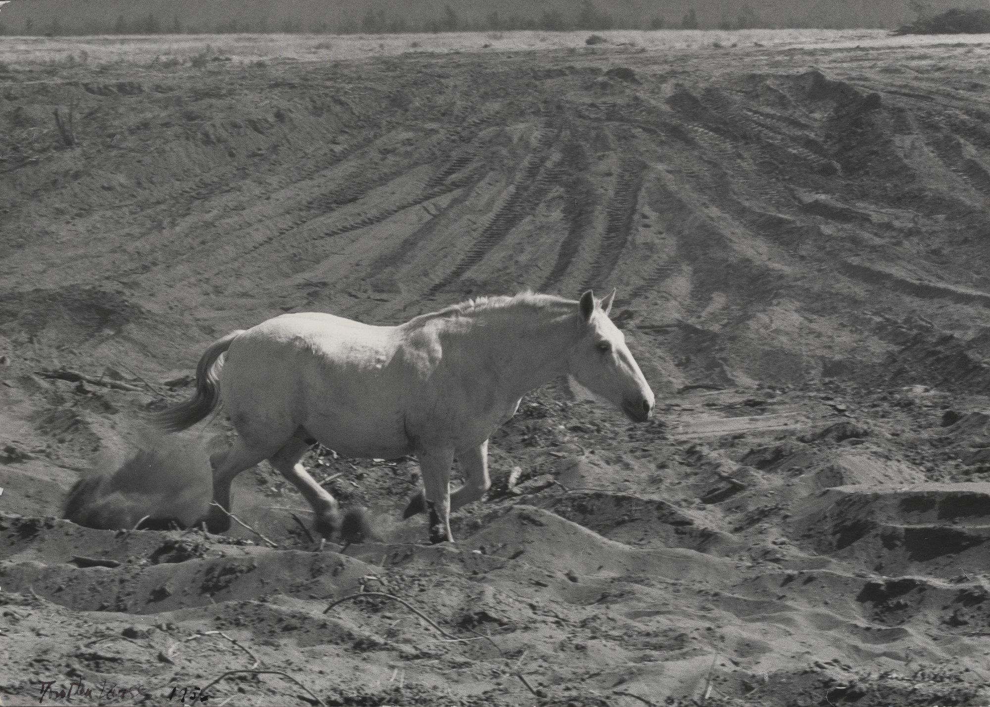 Dorothea Lange. Terrified Horse, Napa County, California. 1956