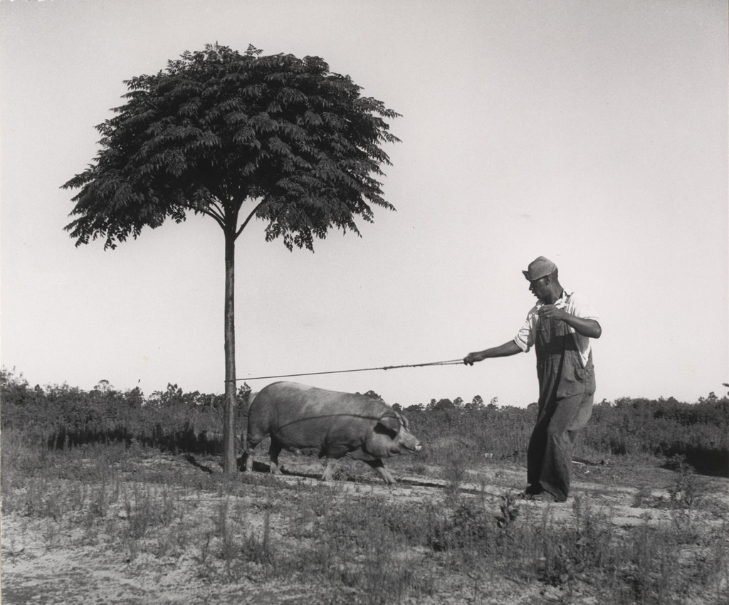 By the Chinaberry Tree, near Tifton, Georgia