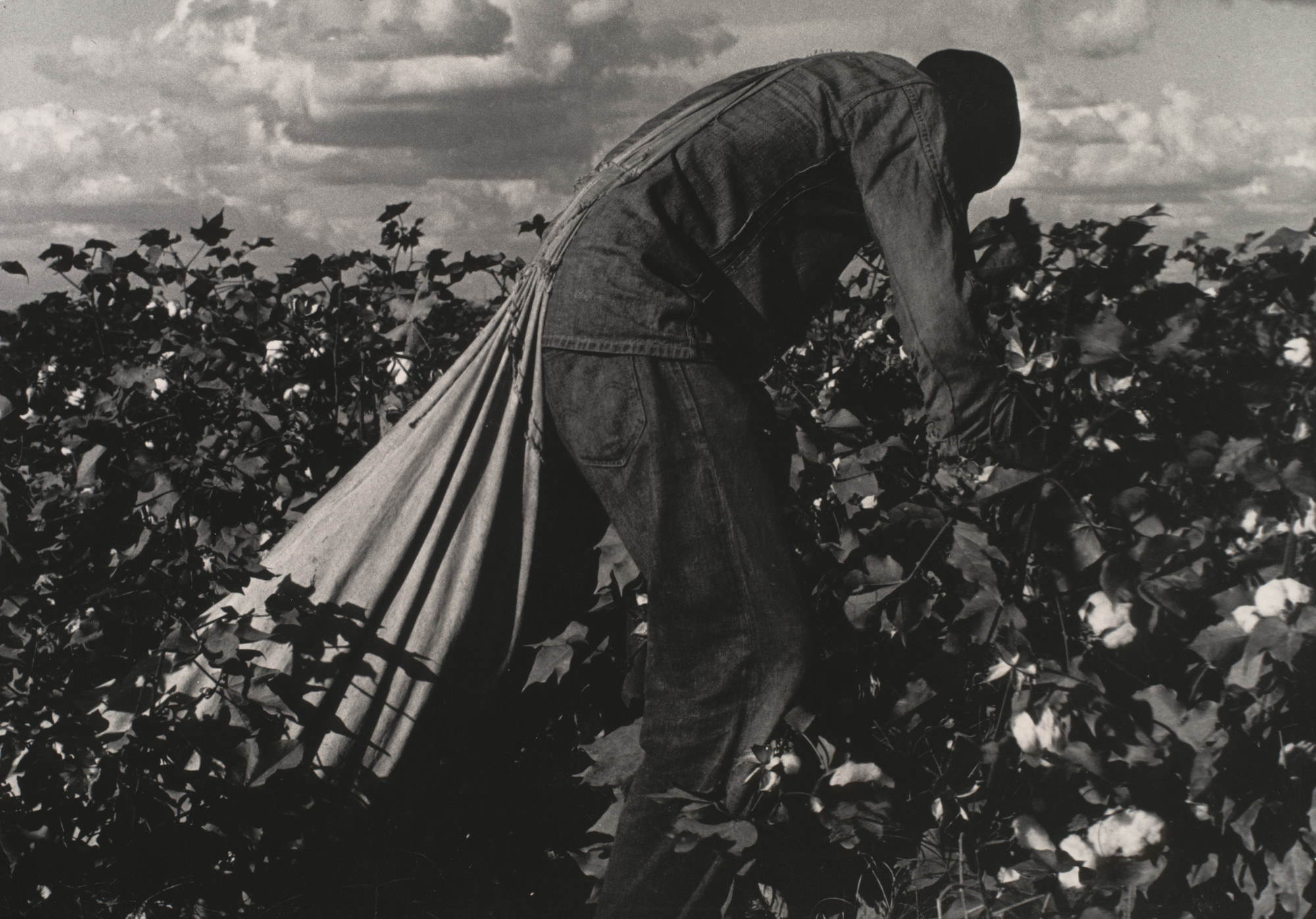 Dorothea Lange. Cotton Picker, San Joaquin Valley, California. 1938