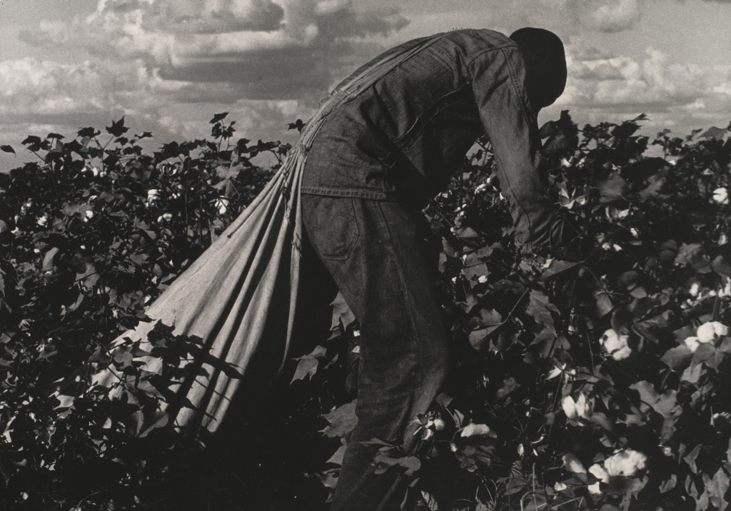 Cotton Picker, San Joaquin Valley, California