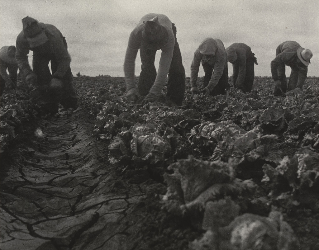 Filipinos cutting lettuce, Salinas Valley, California