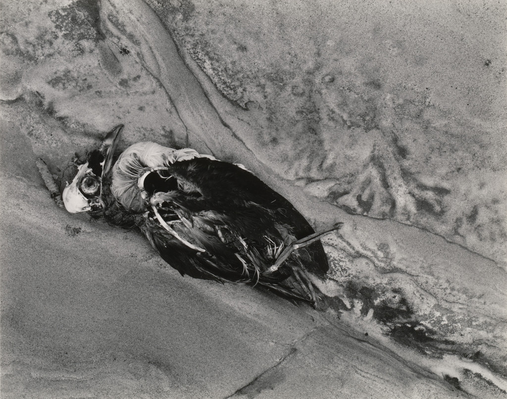 Sea Fowl and Rock, Point Lobos