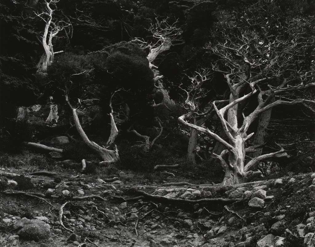 Cypress Grove, Point Lobos