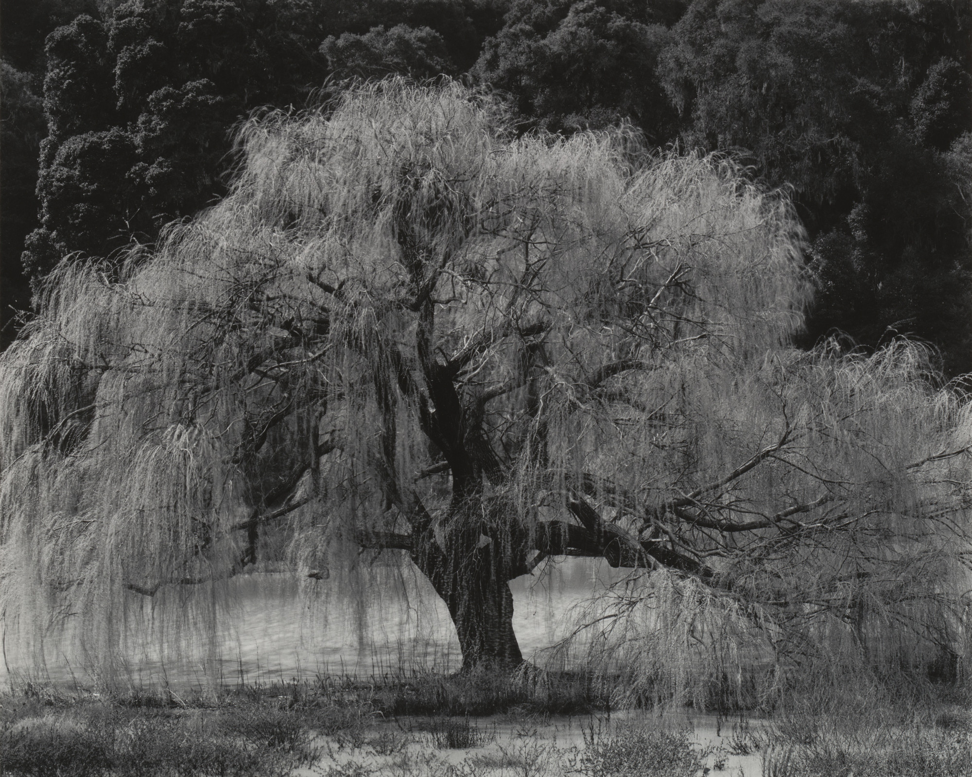 Edward Weston. Willow, Santa Cruz