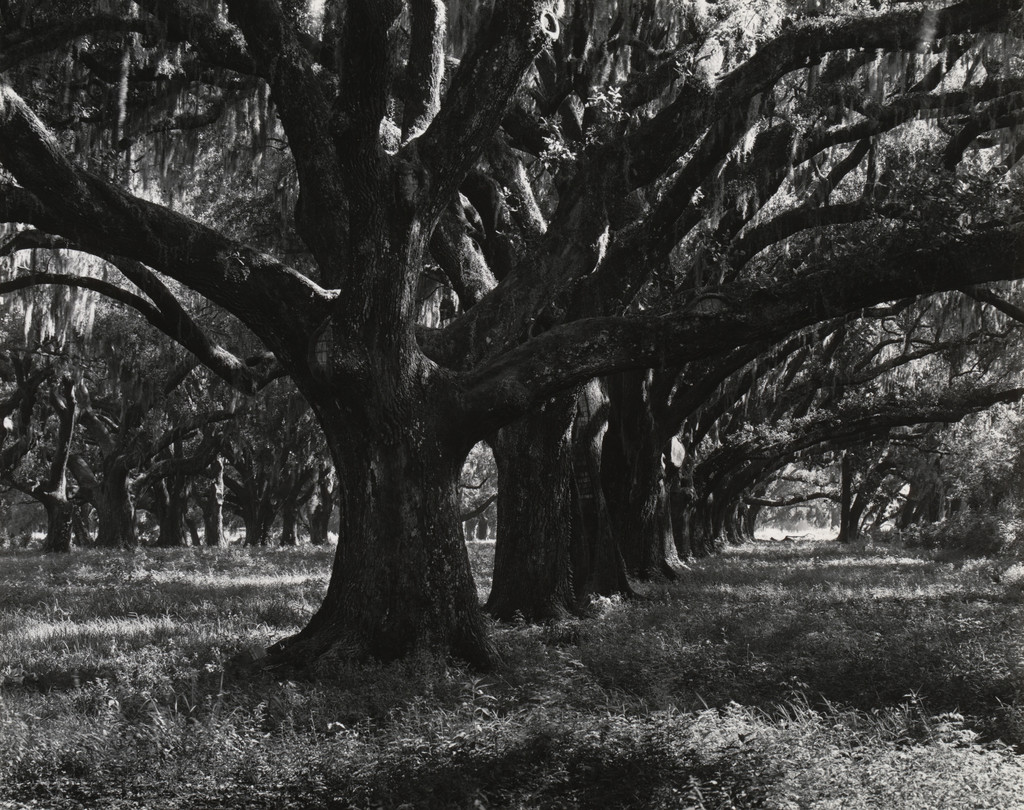 Packenham Oaks, New Orleans, Louisiana