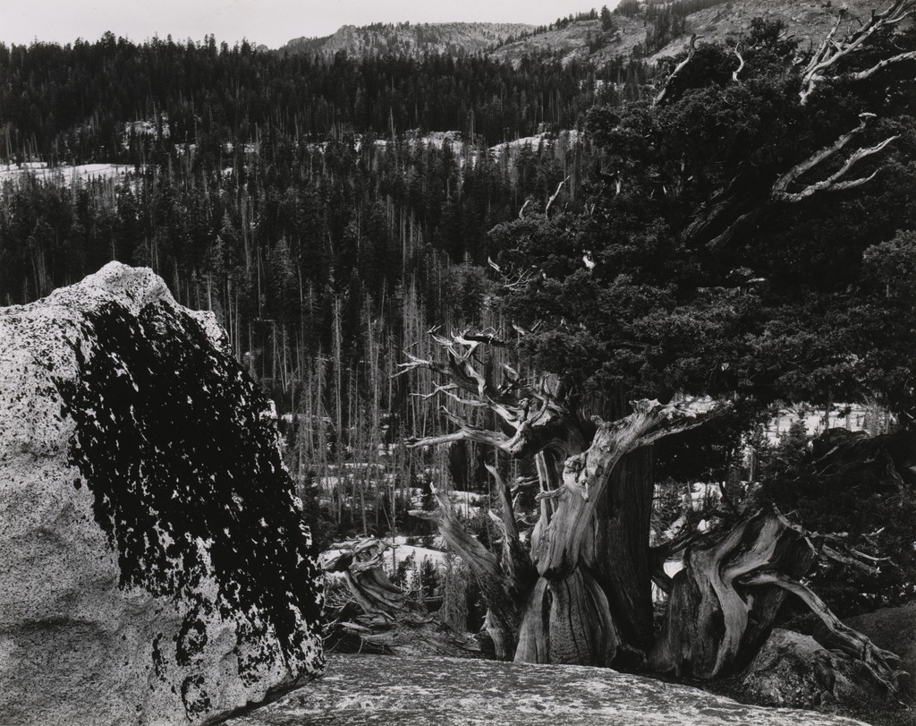 Sierra Nevada at Lake Tenaya