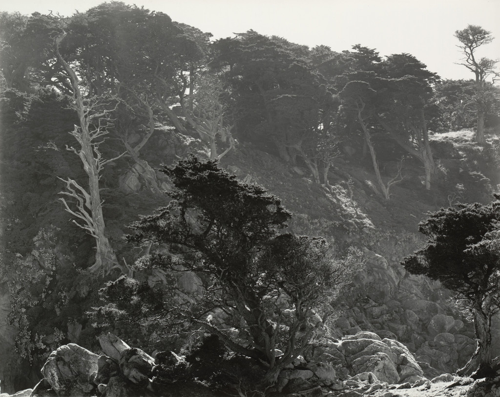 Fog and Cypress, Point Lobos