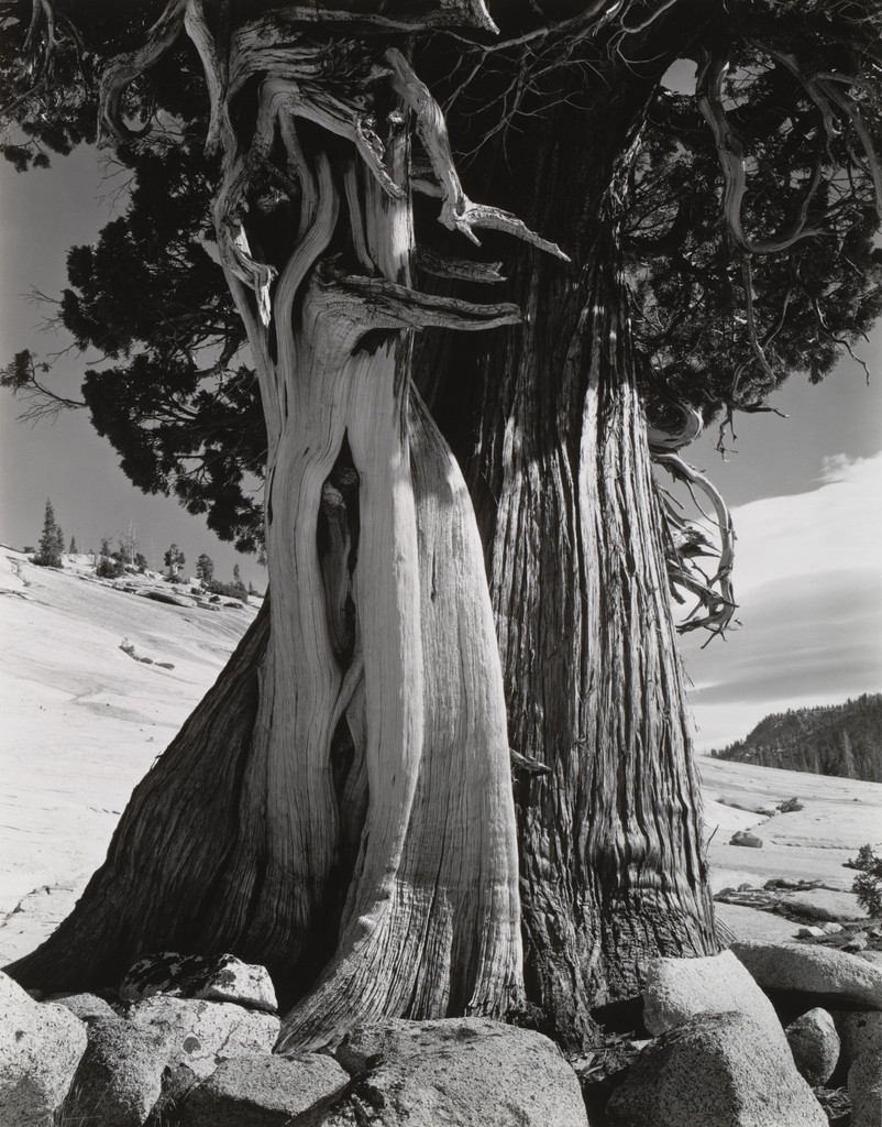 Juniper, Lake Tenaya