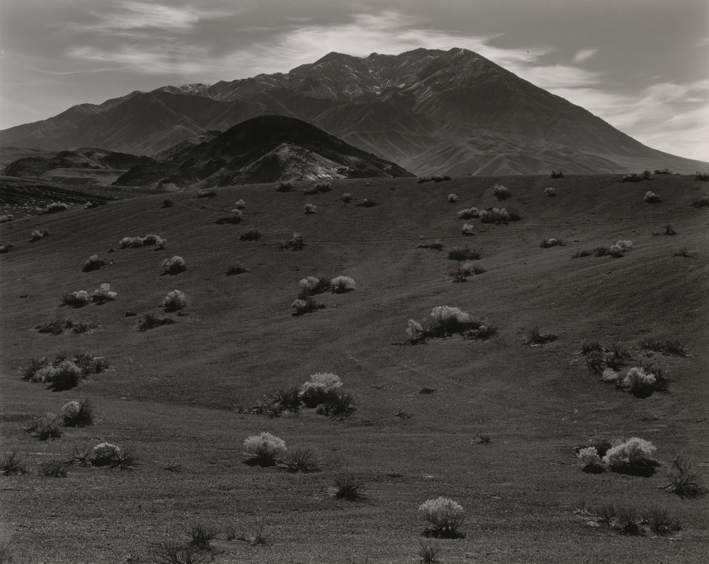 Desert Holly, Ubehebe Crater, Death Valley