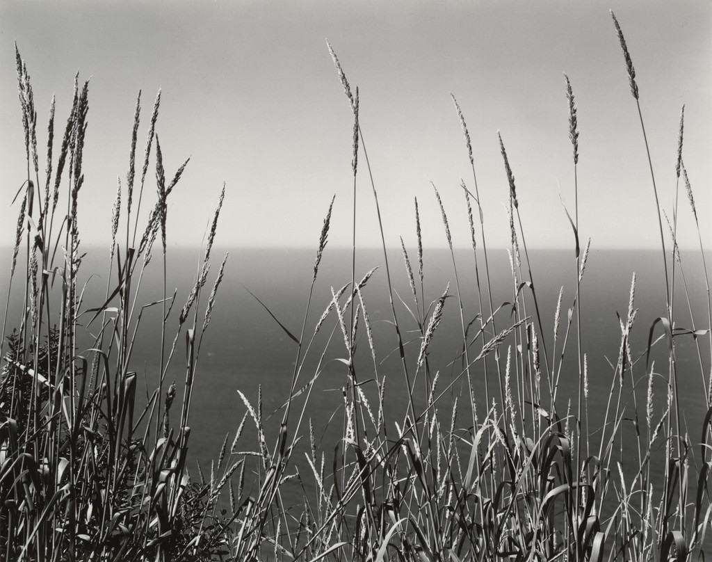 Grass and Sea, Big Sur