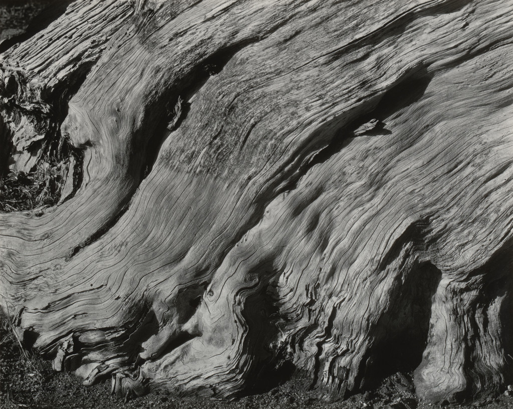 Cypress, Point Lobos
