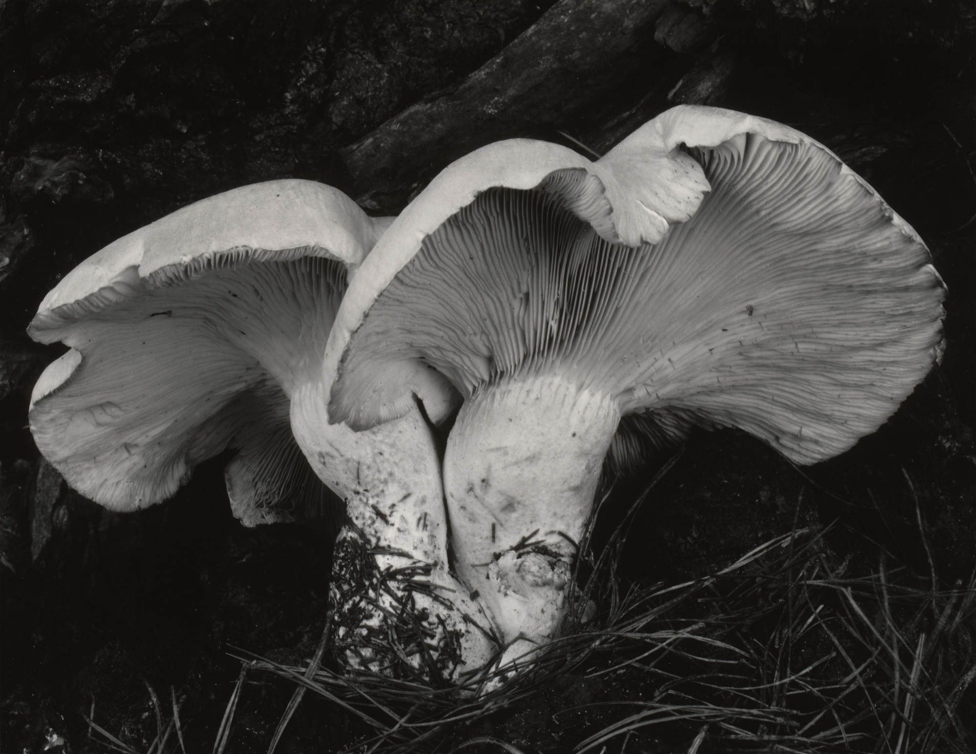 Edward Weston. Fungus