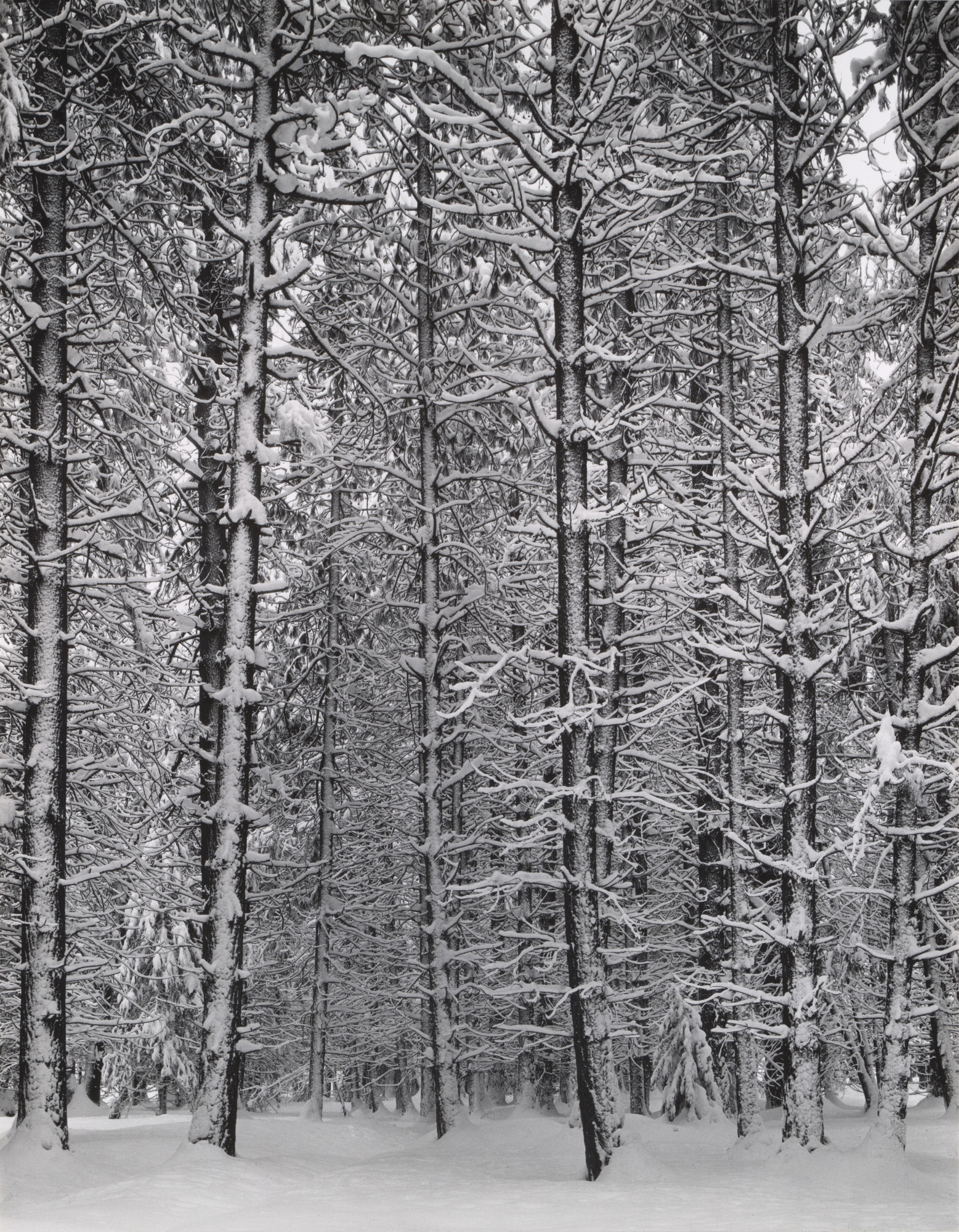 Ansel Adams. Trees and Snow
