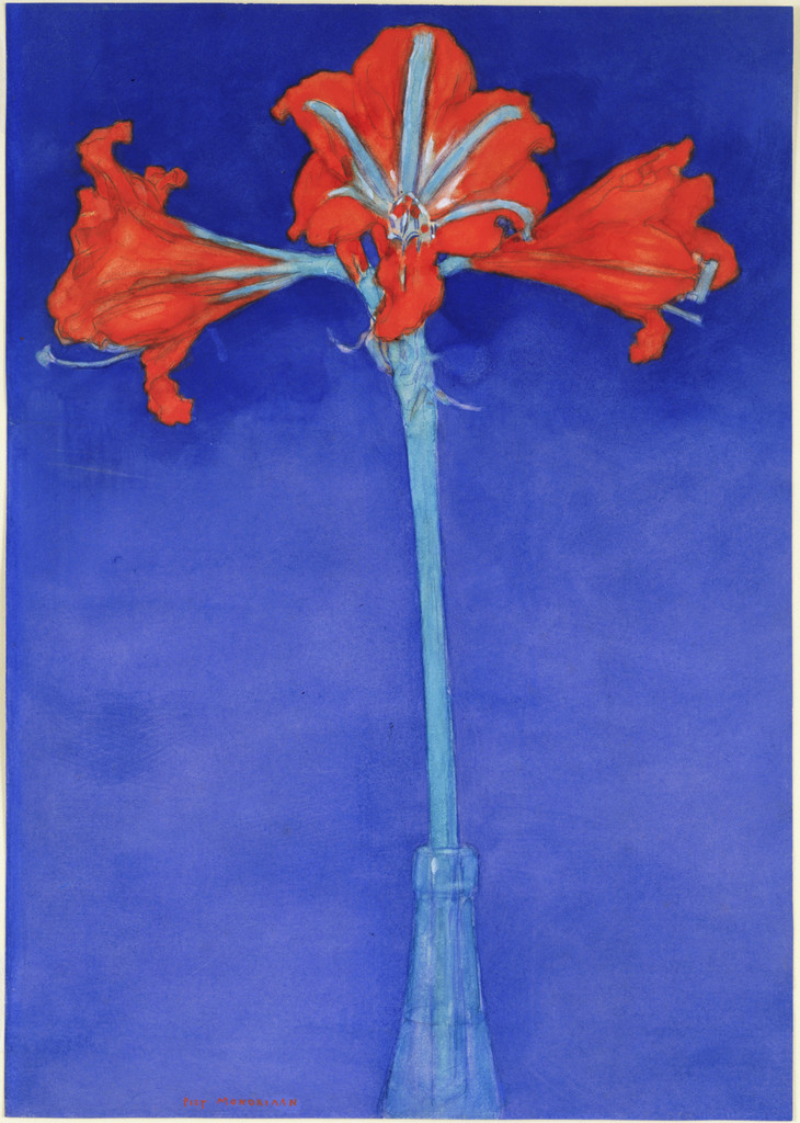 Red Amaryllis with Blue Background