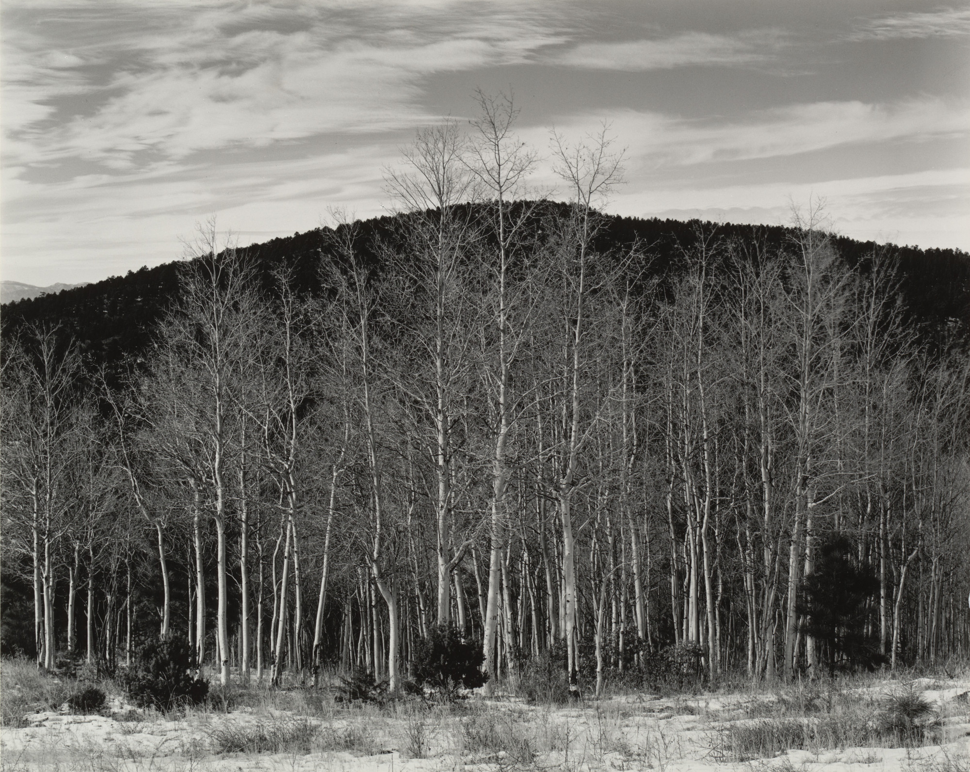 Edward Weston. Aspen Valley, New Mexico
