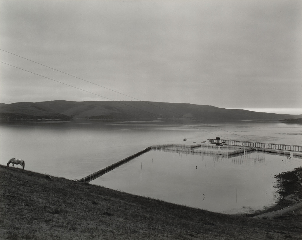 Oyster Beds, Tomales Bay