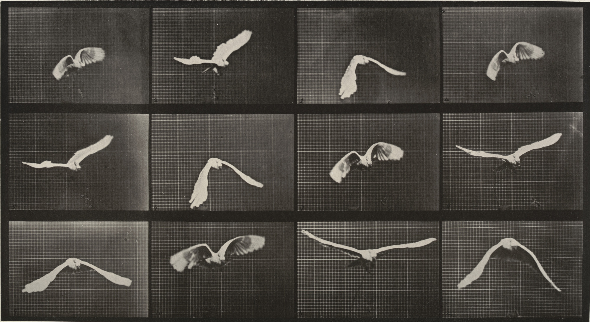 Eadweard J. Muybridge. Cockatoo Flying: Plate 762 from Animal Locomotion. 1884-86