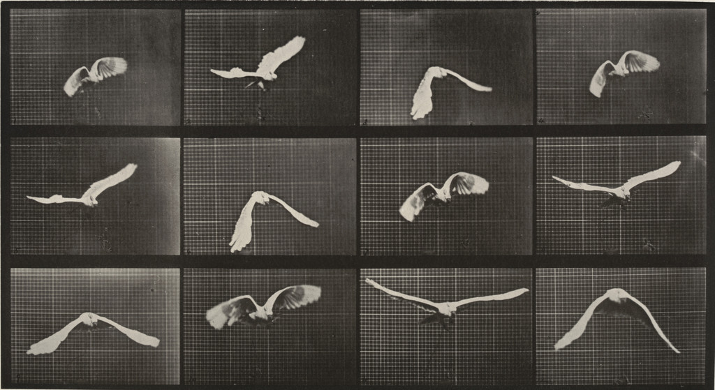 Cockatoo Flying: Plate 762 from Animal Locomotion