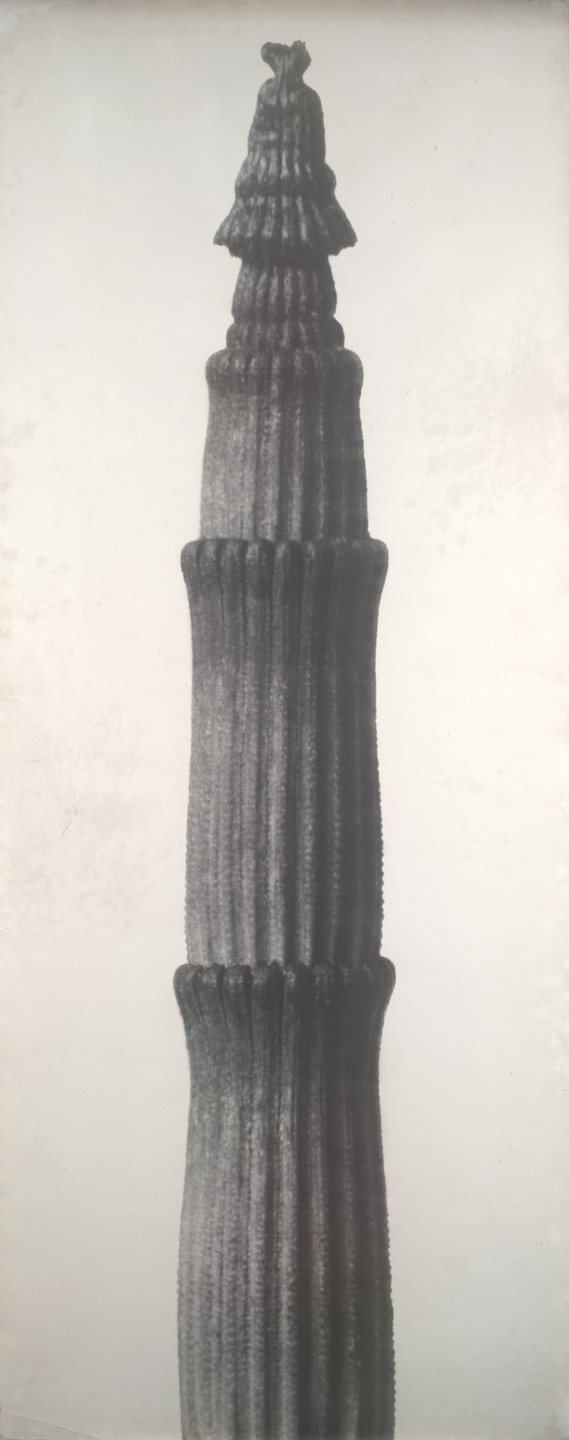 Karl Blossfeldt. Equisetum hyemale (Rough Horsetail Enlarged 25 Times). 1898–1928