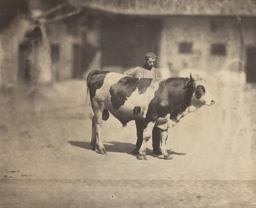 Study of a Bull with Handler