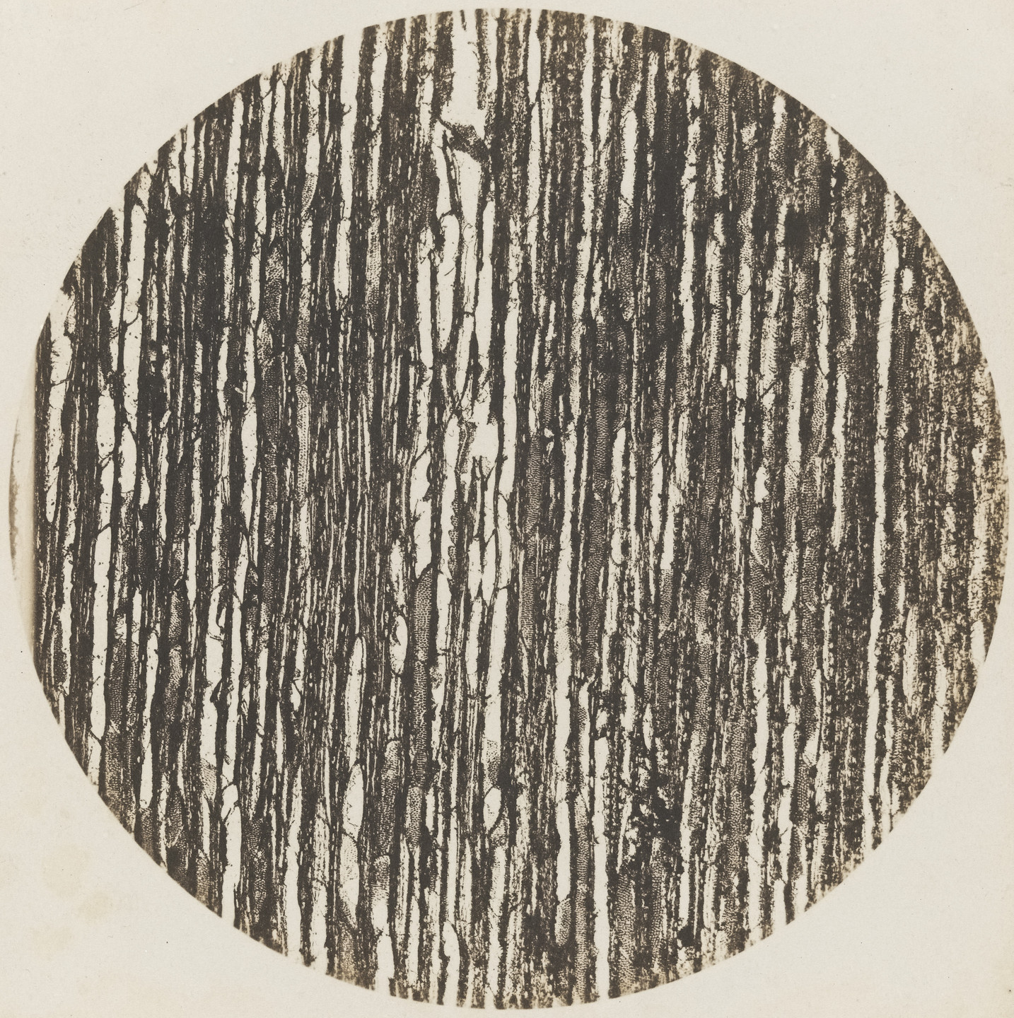 Auguste Adolphe Bertsch. Chestnut Tree Wood: Vertical Section, 600x magnification. 1853