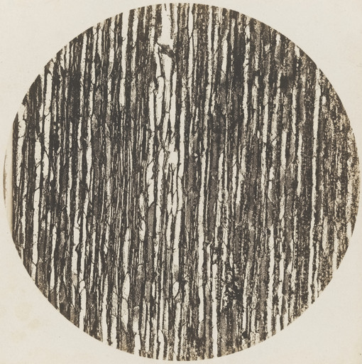 Auguste Adolphe Bertsch. Chestnut Tree Wood: Vertical Section, 600x magnification. 1853