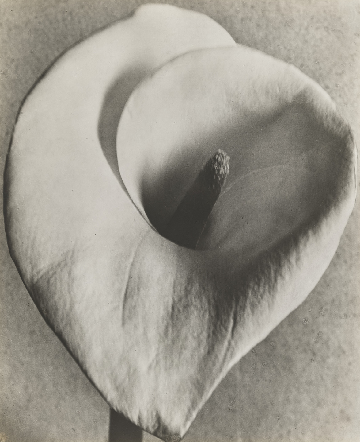 Tina Modotti. Calla Lily. 1924-26