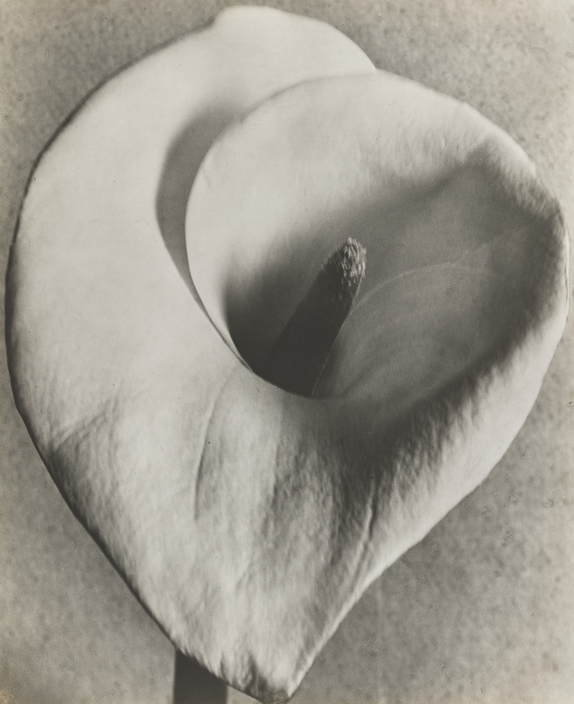 Calla Lily, Tina Modotti, 1924-26