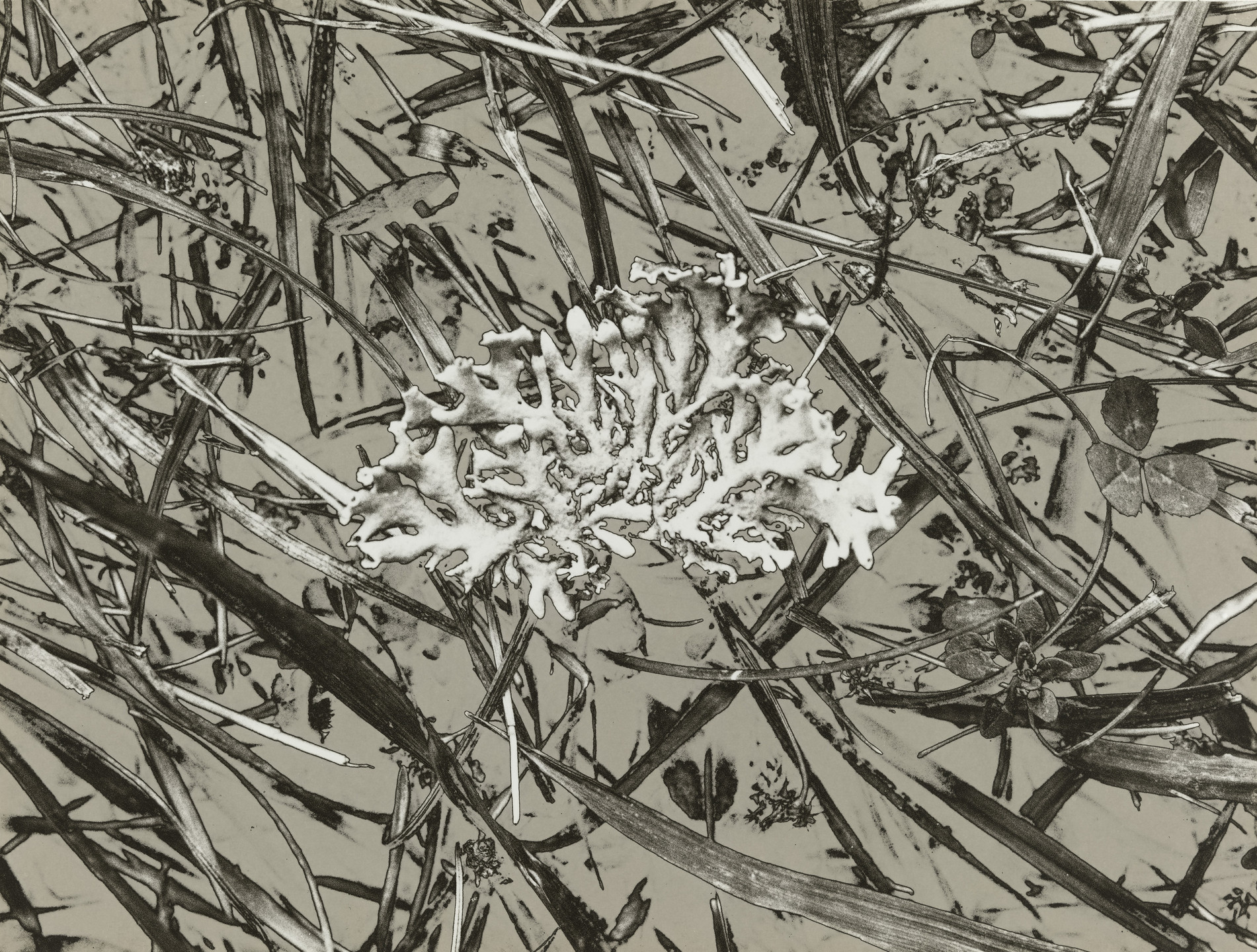 Denis Brihat. Untitled. 1972