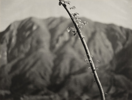 Early Summer