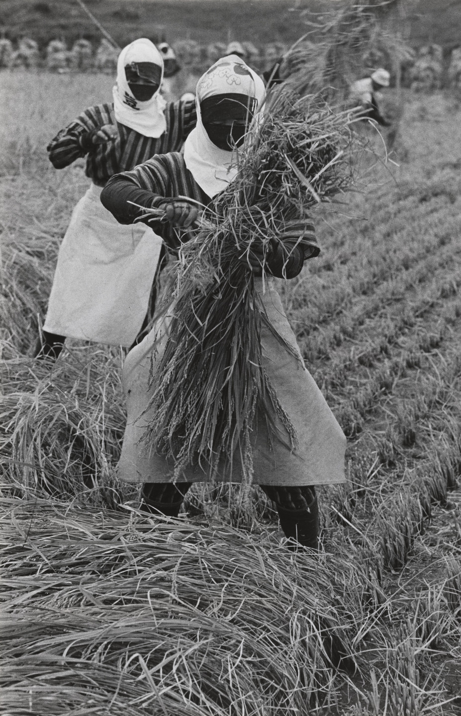 Hiroshi Hamaya. Harvest. 1955