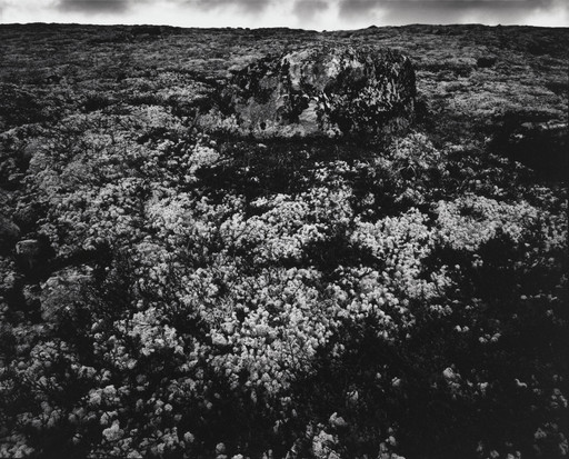 Untitled (Landscape with large stone, lichens)