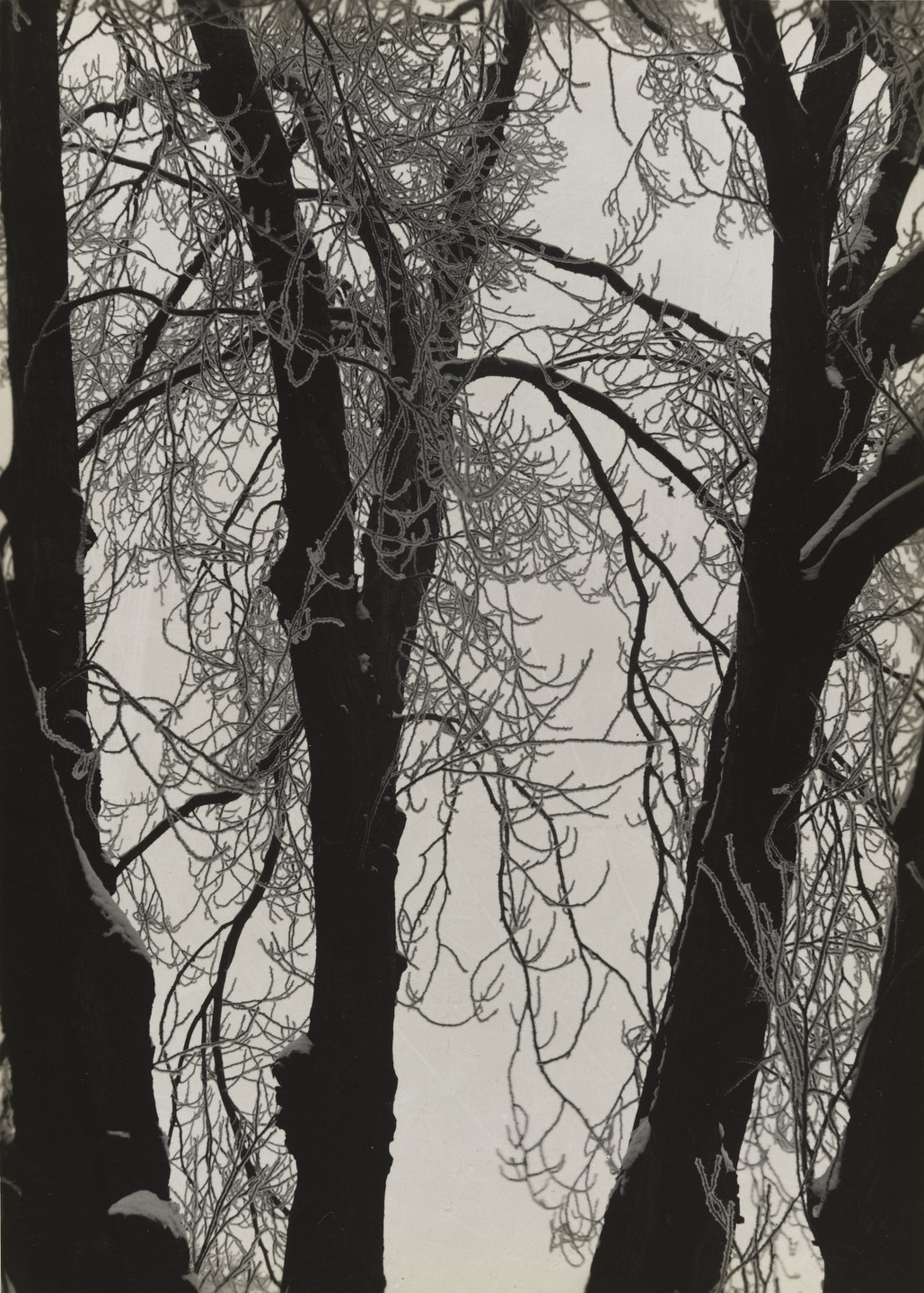 Aenne Biermann. White Poplar. 1924-29